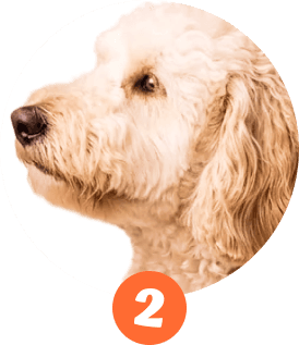 Share Pet Art